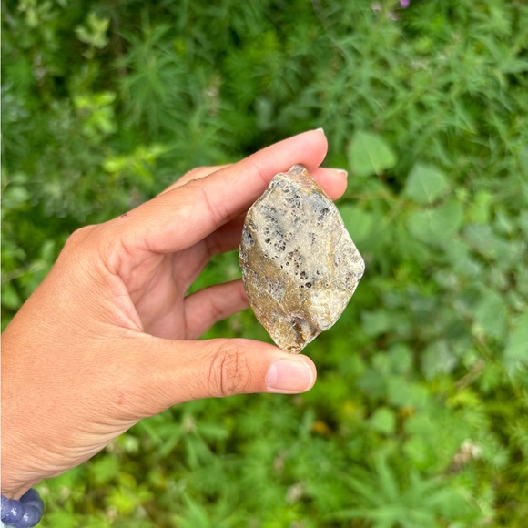Petrified Wood from South Dakota - Picture 3 of 4